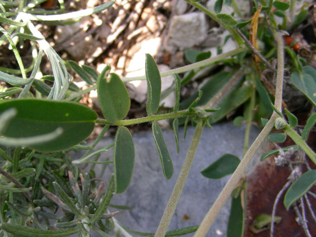Anthyllis vulneraria subsp. rubriflora / Vulneraria a fiori rossi